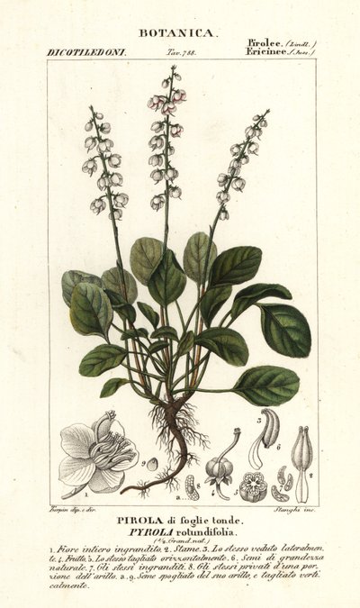 Pyrola rotundifolia - Stanghi Stanghi