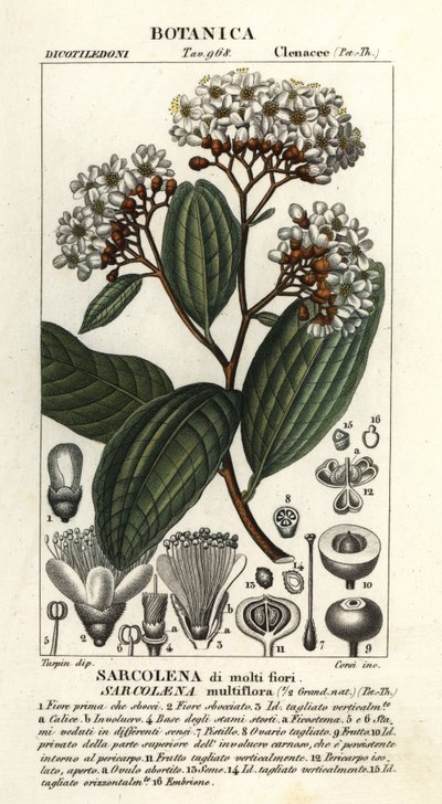 Sarcolaena multiflora - Stanghi Stanghi