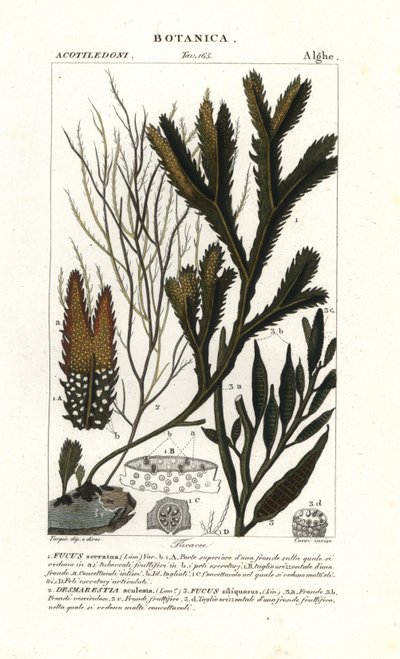Espèce d