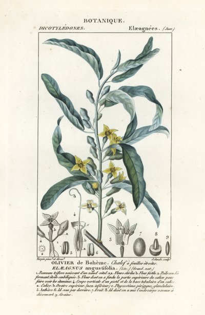 Olivier de Bohême, Elaeagnus angustifolia - Stanghi Stanghi