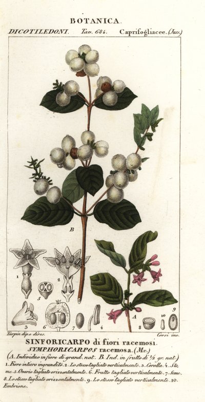 Symphorine, Symphoria racemosa - Stanghi Stanghi
