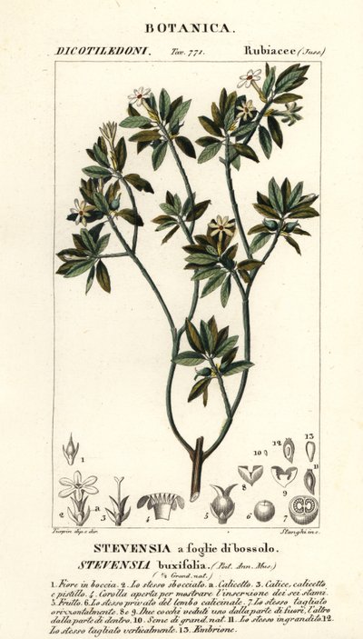 Stevensia buxifolia - Stanghi Stanghi