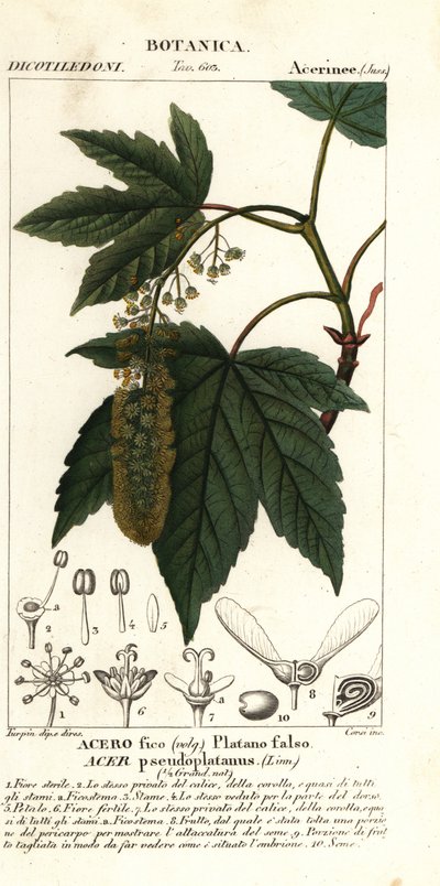 Érable sycomore, Acer pseudoplatanus - Stanghi Stanghi