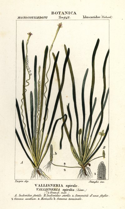 Vallisnérie spiralis - Stanghi Stanghi