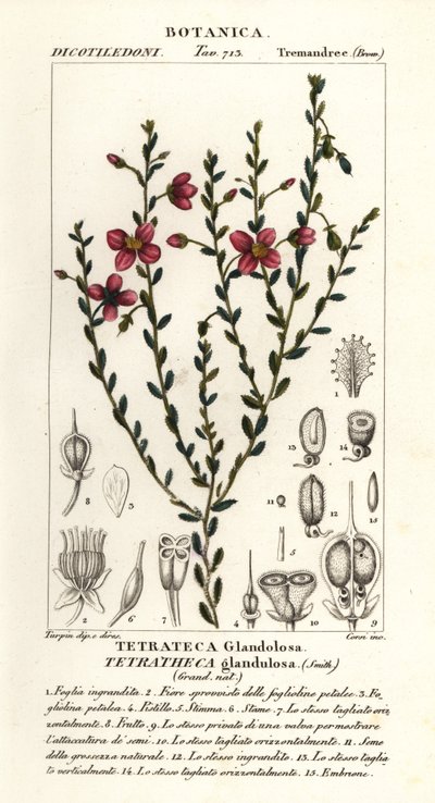 Tetratheca glandulosa - Stanghi Stanghi