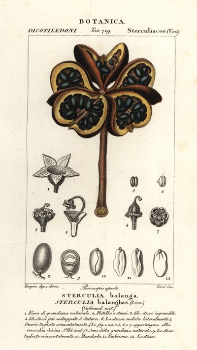 Châtaignier tropical ou arbre nawa, Sterculia balanghas - Stanghi Stanghi