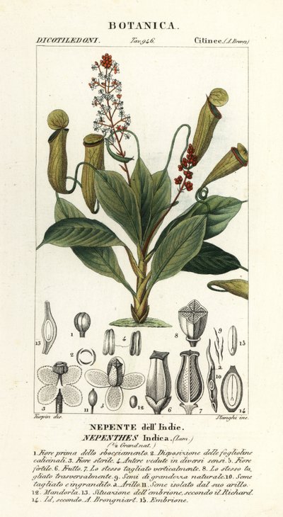Plante à urnes tropicale, Nepenthes distillatoria - Stanghi Stanghi