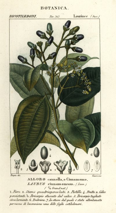 Cinnamomum verum - Stanghi Stanghi