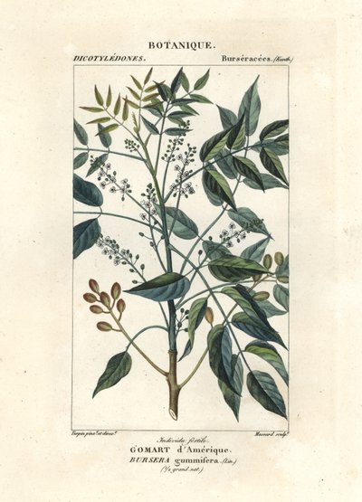 Arbre à térébenthine, Bursera simaruba - Stanghi Stanghi
