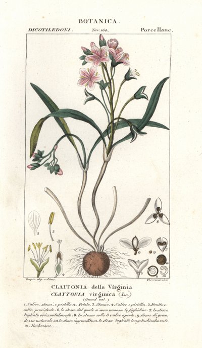 Claytonie de Virginie, Claytonia virginica - Stanghi Stanghi