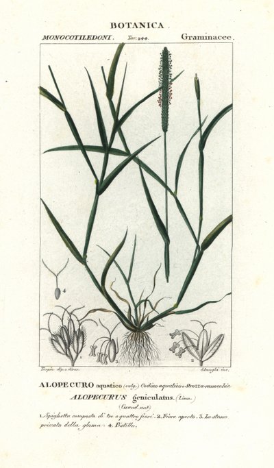 Vulpin genouillé, Alopecurus geniculatus - Stanghi Stanghi