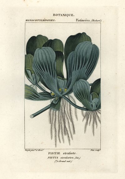 Laitue d