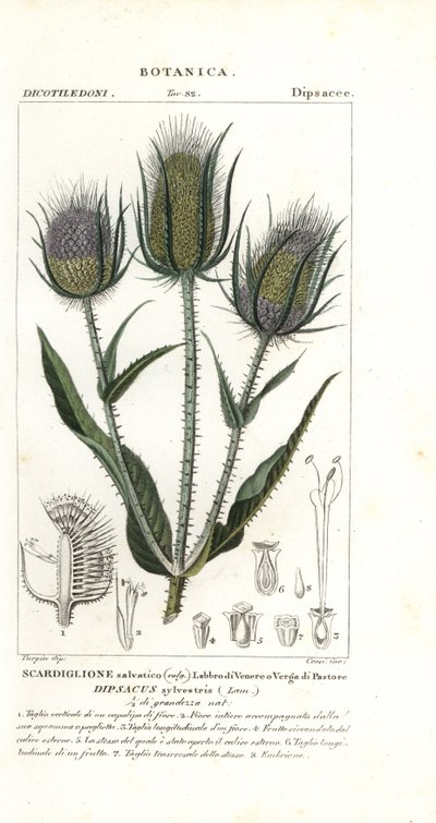 Cardère sauvage, Dipsacus fullonum - Stanghi Stanghi