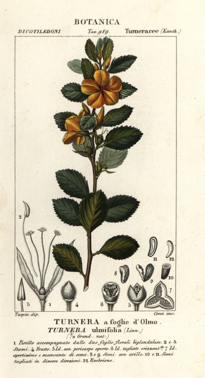 Aulne jaune, Turnera ulmifolia - Stanghi Stanghi
