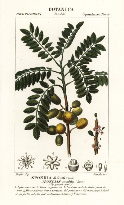 Mombin jaune ou prune de cochon, Spondias monbin - Stanghi Stanghi