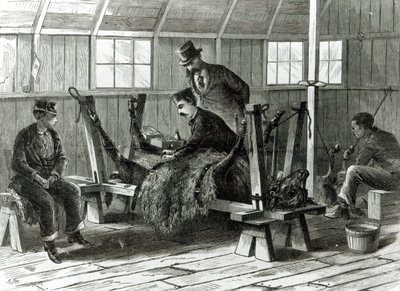 Prise de virus sur le veau, illustration de 