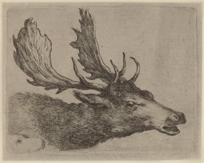 Tête de cerf tournée à droite - Stefano della Bella