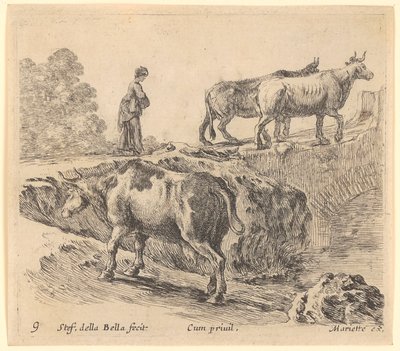 Une vache monte une colline, à l