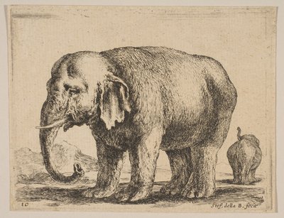 Planche 10 : éléphant, de Diversi animali, ca. 1641 - Stefano della Bella
