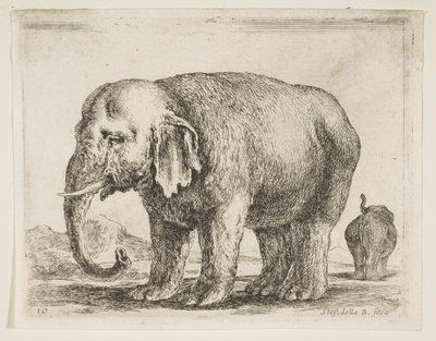 Planche 10 : éléphant, de Divers animaux, vers 1641 - Stefano della Bella