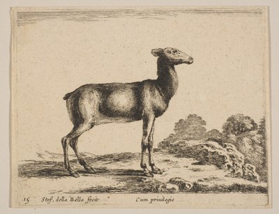 Planche 15 : biche, de 