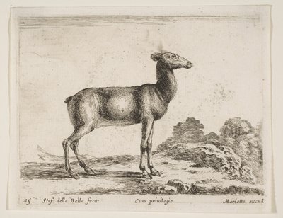 Planche 15 : biche, de Divers animaux Diversi animali, vers 1641 - Stefano della Bella