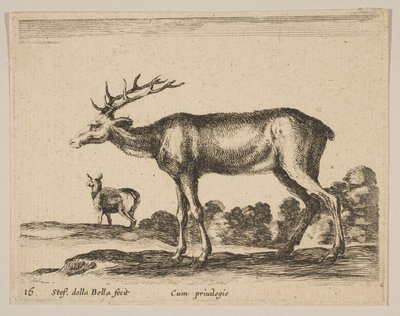 Cerf, des Divers animaux - Stefano della Bella