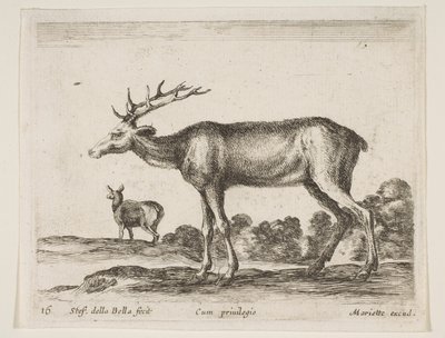 Planche 16 : cerf, de Divers animaux Diversi animali, vers 1641 - Stefano della Bella