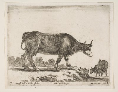 Planche 7 : bœuf, de Divers Animaux - Stefano della Bella