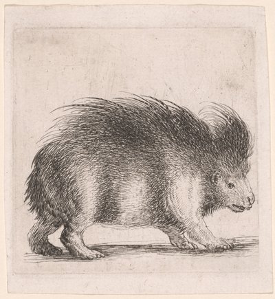 Porc-épic, face à la droite - Stefano della Bella