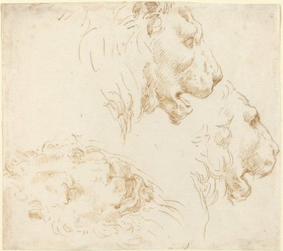 Études de tête de lion - Stefano della Bella