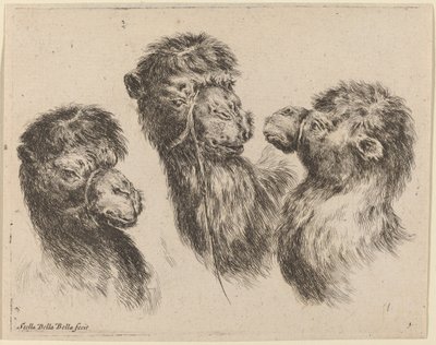 Trois têtes de chameaux - Stefano della Bella