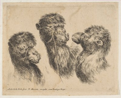 Trois têtes de chameau, vers 1641 - Stefano della Bella