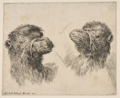 Deux têtes de chameau, vers 1641 - Stefano della Bella