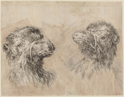 Deux têtes de chameau [recto], probablement 1649 - Stefano della Bella