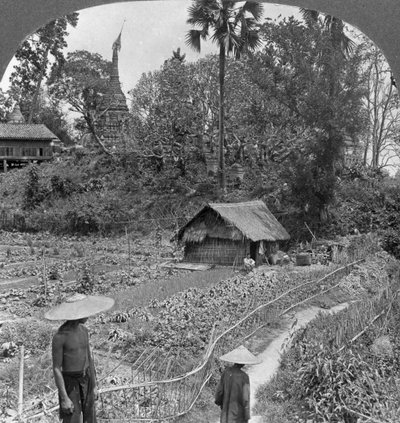 Un potager parmi les pagodes, Bhamo, Birmanie, 1908 - Stereo Travel Co
