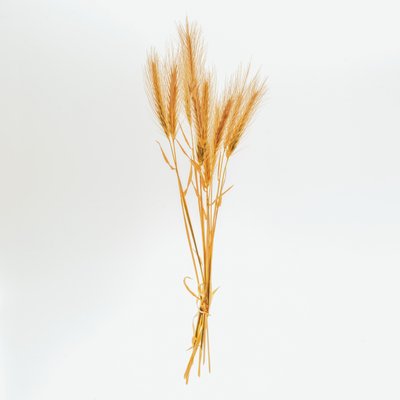 Orge n° 01, 2020 (photo) - Steve Gallagher