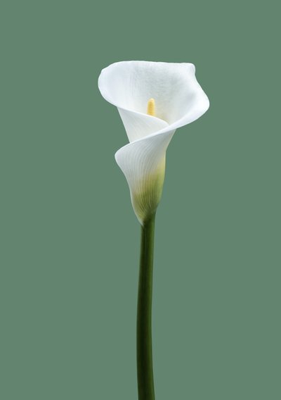 Calla Lily No. 02, 2021 - Steve Gallagher