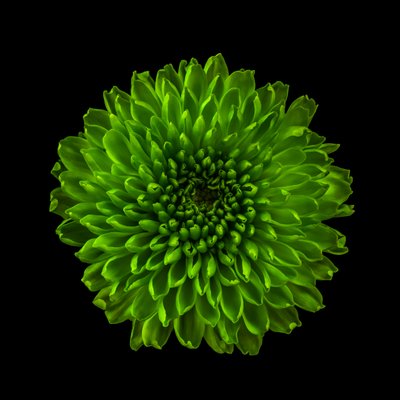 Chrysanthème n° 01, 2020 - Steve Gallagher