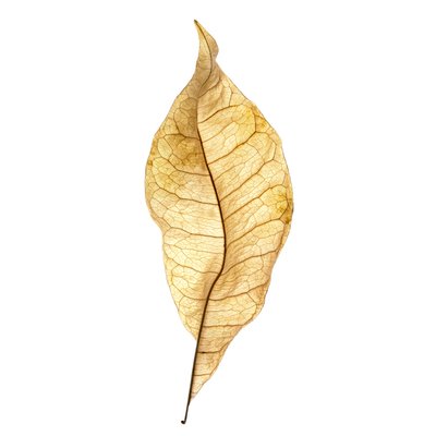 Étude de feuille n° 01, 2020 - Steve Gallagher