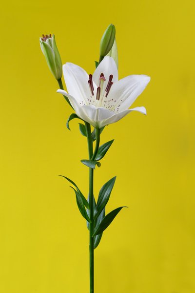 Lys sur fond jaune No. 01, 2020 - Steve Gallagher