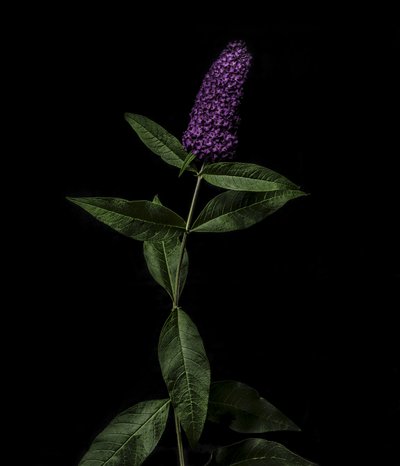 Buddleja pourpre, 2020 - Steve Gallagher