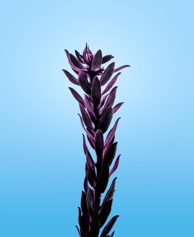 Élodée pourpre, 2021 - Steve Gallagher