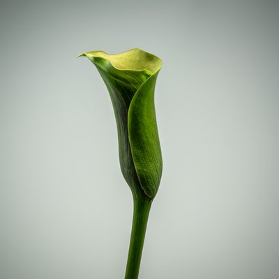 Calla Lily verte unique, 2020 - Steve Gallagher