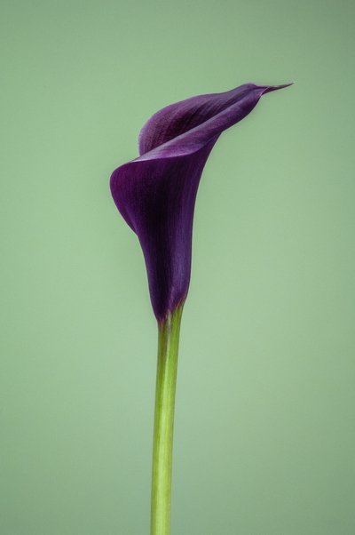 Calla Lily violet unique - Steve Gallagher
