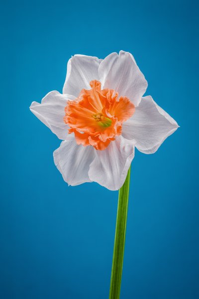 Jonquille blanche et orange, 2021 (photo) - Steve Gallagher