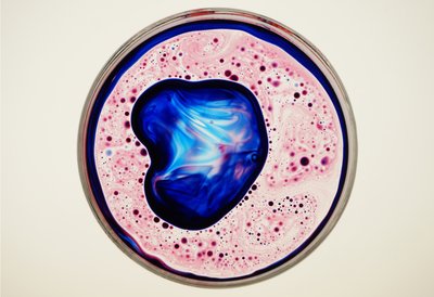 Boîte de Petri, 2024 - Steve Pavlovsky