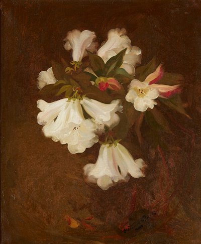 Nature morte de lys blancs - Stuart Park