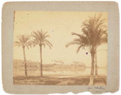 Village de Memphis, Égypte, c.1898-1920 (photo n/b) - Studios Tiffany