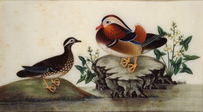 Deux canards et plantes aquatiques en fleurs près d